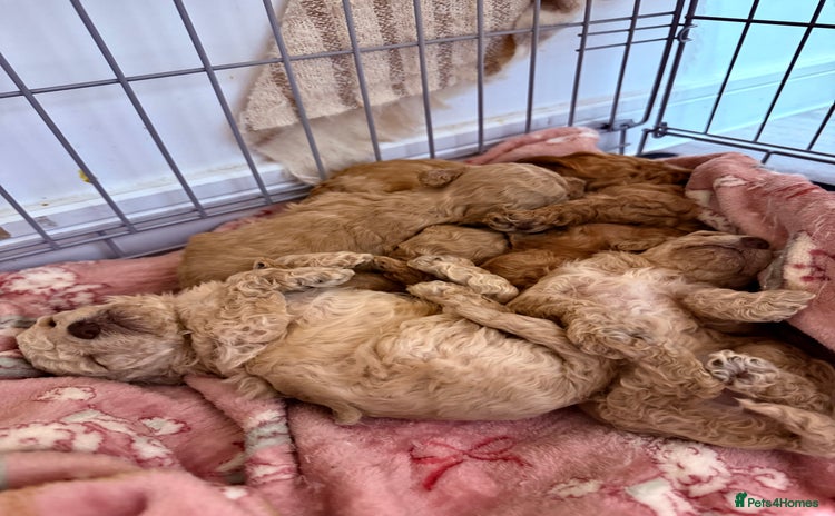 Miniature Poodle dogs Miniature Pedigree Poodles  - Advert 1