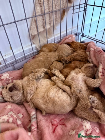 Miniature Poodle dogs Miniature Pedigree Poodles - Advert 1