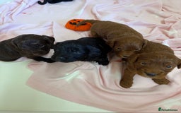 Cockapoo dogs for sale: Stunning toy size F1 cockapoo puppies - Image 3