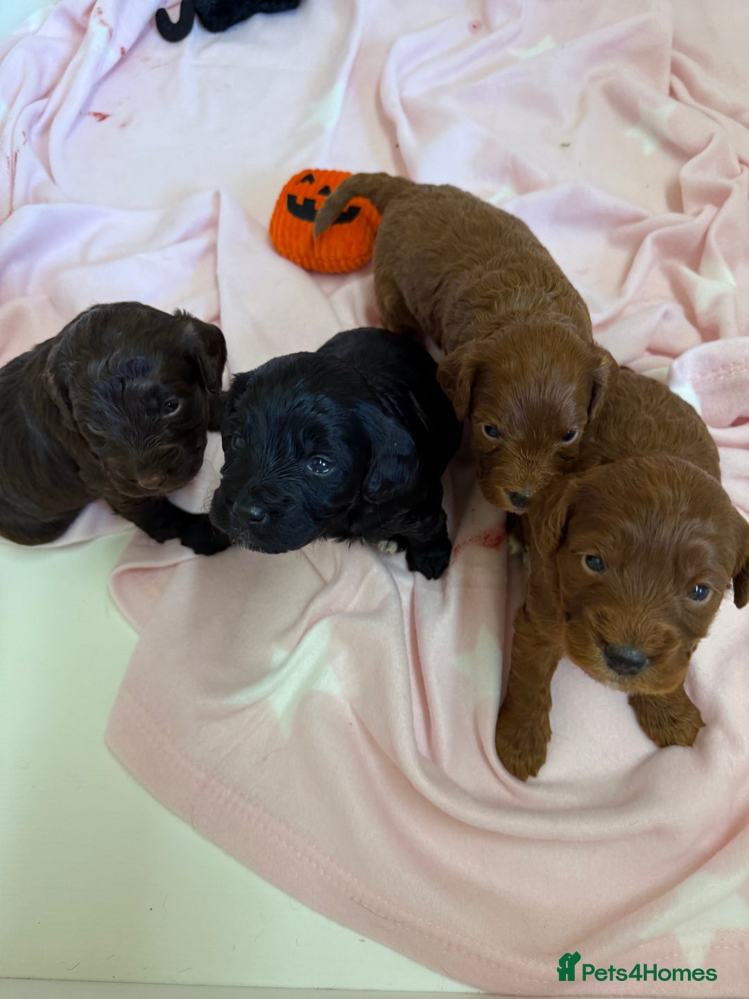 Cockapoo dogs for sale: Stunning toy size F1 cockapoo puppies - Image 3