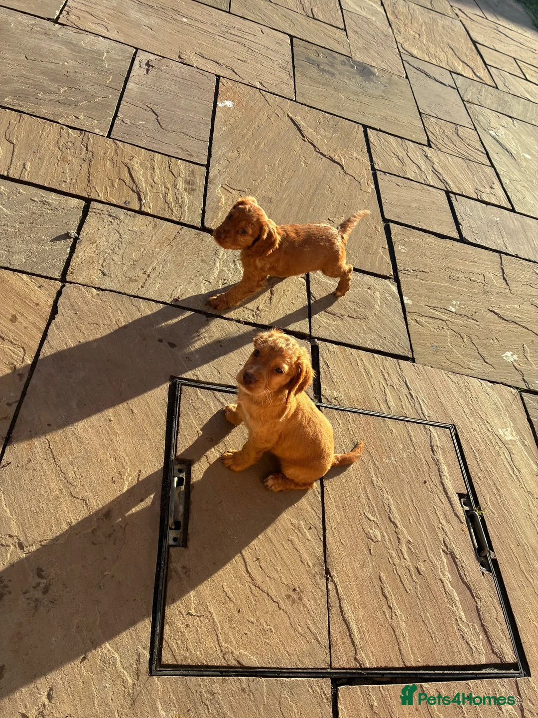 Cocker Spaniel dogs for sale: Cocker spaniel puppy’s  in Hartlepool - Advert 2