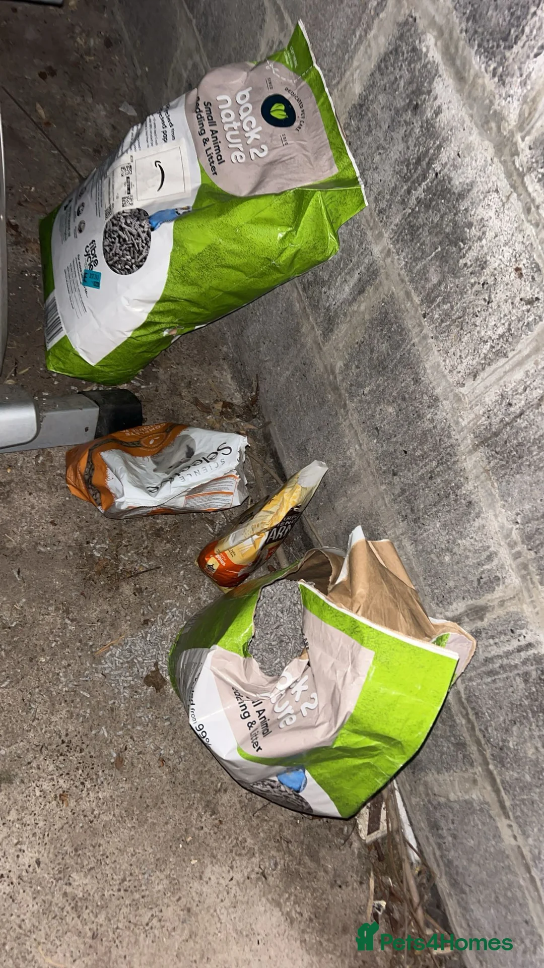 Rat rodents for sale: two friendly girls for sale 🩷 1 dumbo + 1 rex - Advert 2