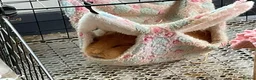 Guinea Pig rodents for sale: 2 Lovely Bonded Female Guinea Pigs+Complete Setup in Nottingham - Advert 4