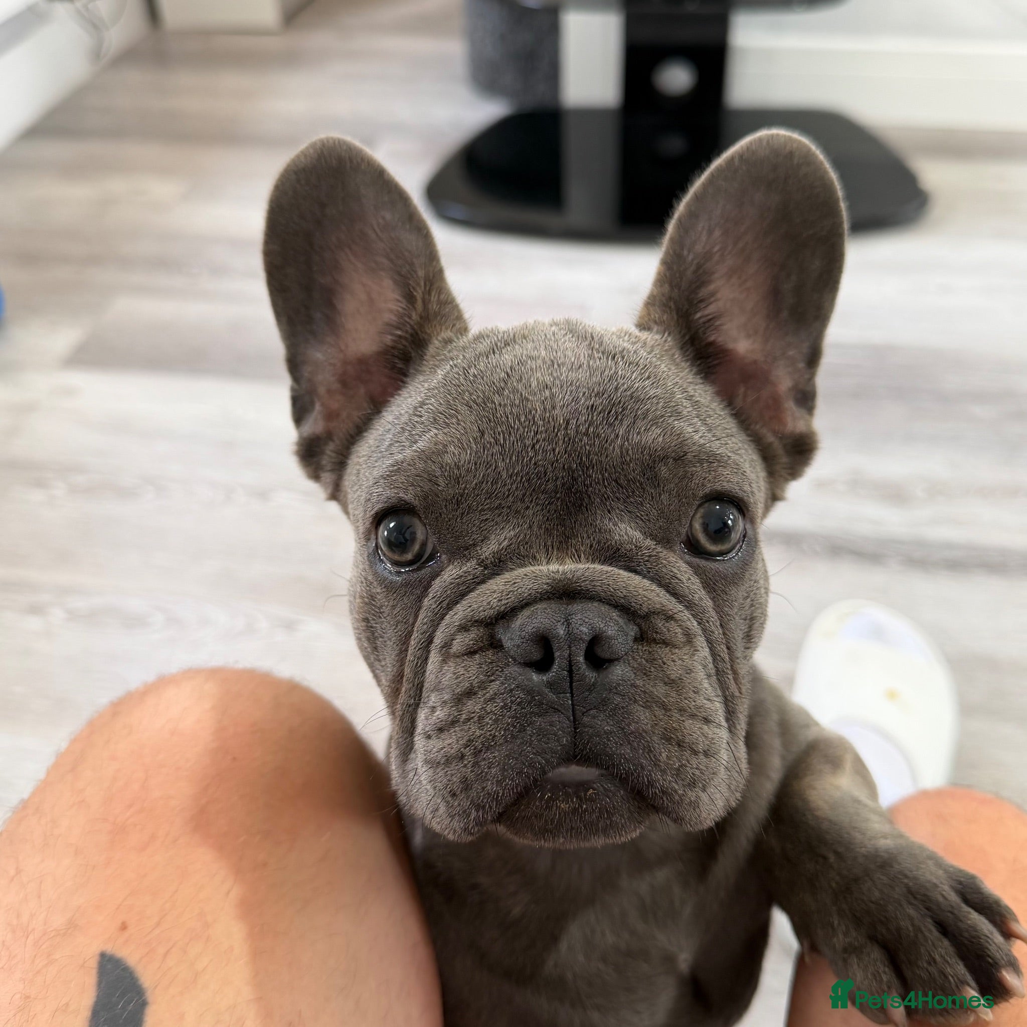 French Bulldog dogs French Bulldog puppies one girl and one boy - Advert 1
