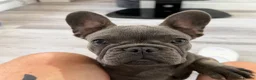 French Bulldog dogs for sale: French Bulldog puppies one girl and one boy - Advert 1