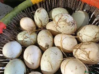 Ducks poultry Fertile Hatching Duck Eggs x 6 - Advert 1