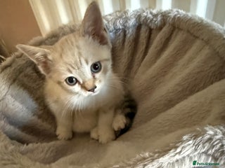 Bengal cats Female kitten for sale - Advert 2