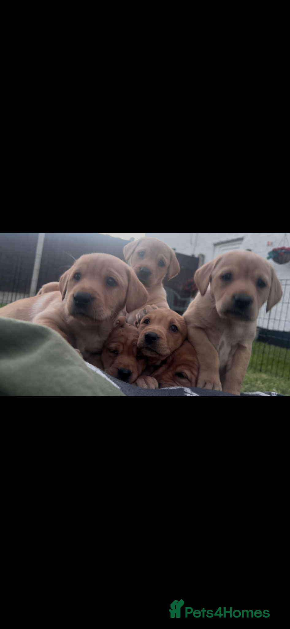Labrador Retriever dogs for sale: 9 Labrador puppies looking for forever homes ❤️ - Advert 1