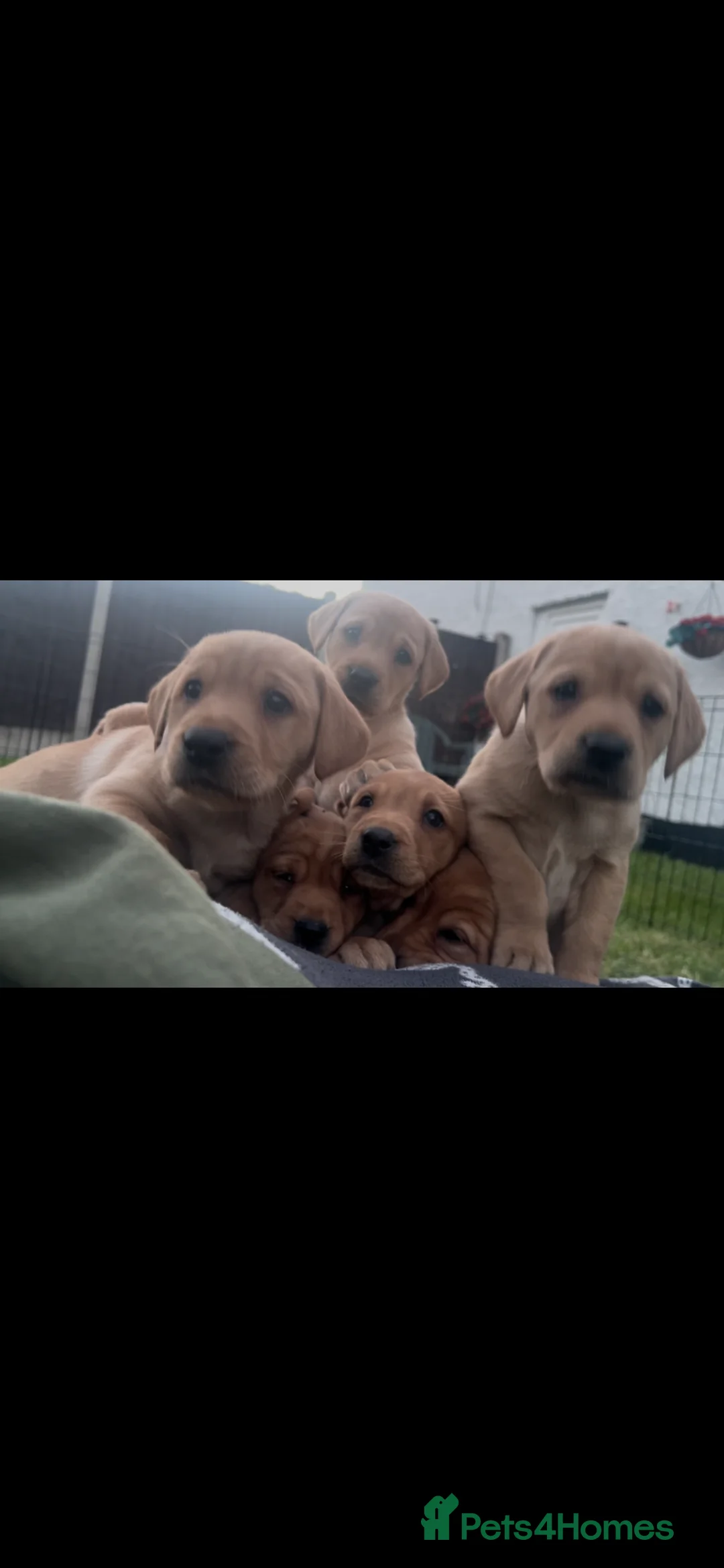 Labrador Retriever dogs for sale: 9 Labrador puppies looking for forever homes ❤️ - Advert 1