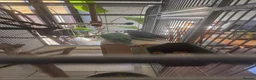 Lovebirds birds for sale: Lovebird babies - Advert 5