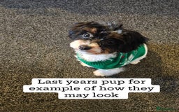 Cavapoo dogs for sale: The wait is over Petite Toy Cavapoo puppies  - Image 3