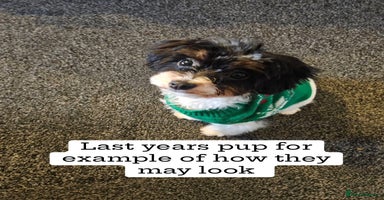 Cavapoo dogs - Advert 1