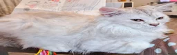 Himalayan cats for sale: Fluffy Doll-Face Persian & Himalayan Mix Kittens - Advert 4