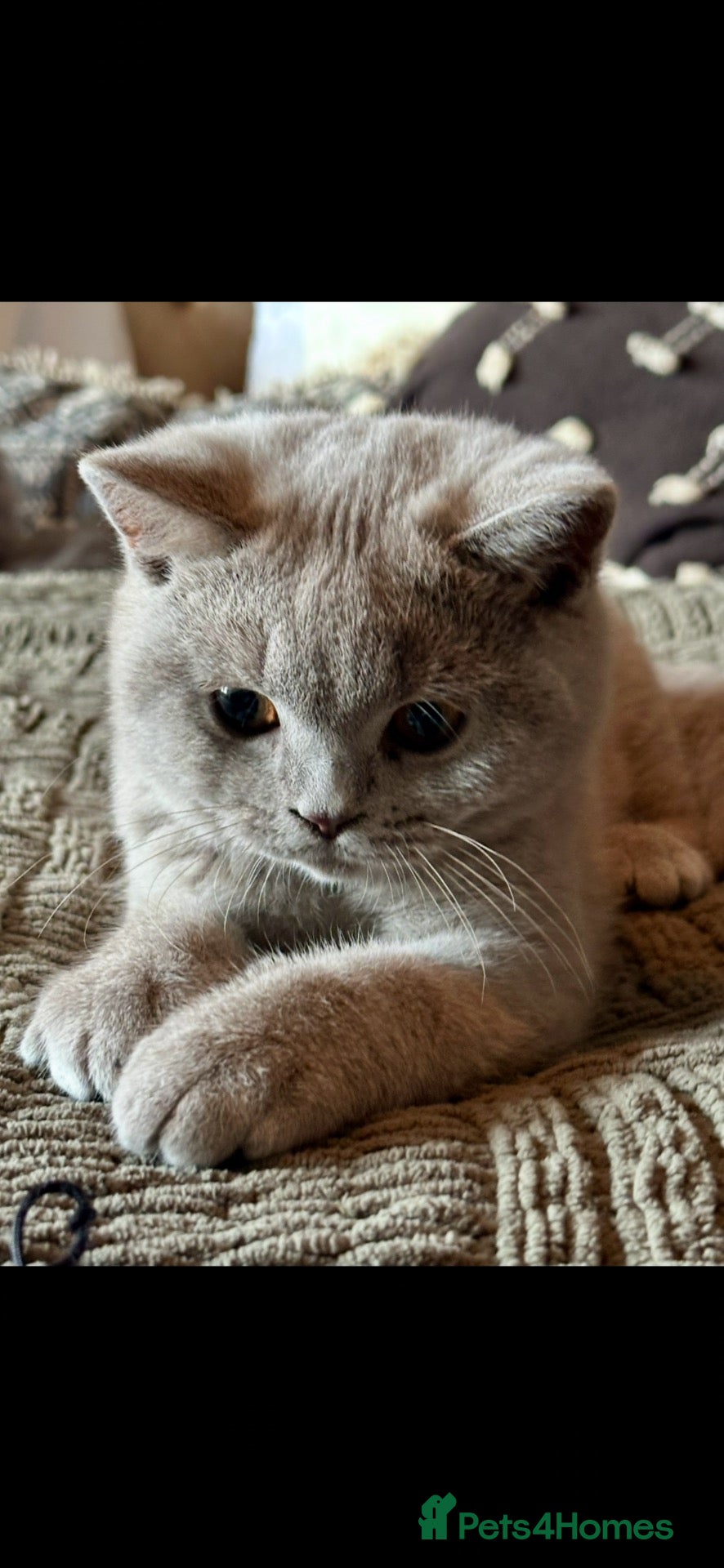 British Shorthair cats Reduced, ready now - Advert 1