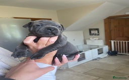 Staffordshire Bull Terrier dogs for sale: Exceptional Champion Pedigree, beautiful blues!! - Image 10