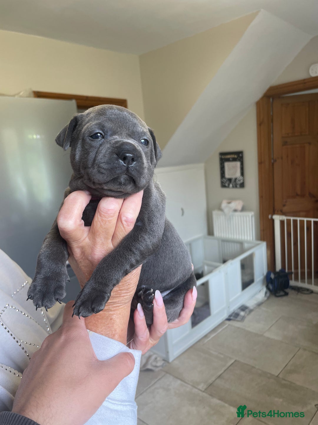 Staffordshire Bull Terrier dogs for sale: Exceptional Champion Pedigree, beautiful blues!! - Image 10