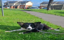 Border Collie dogs for sale: 6 month old border collie  - Image 1