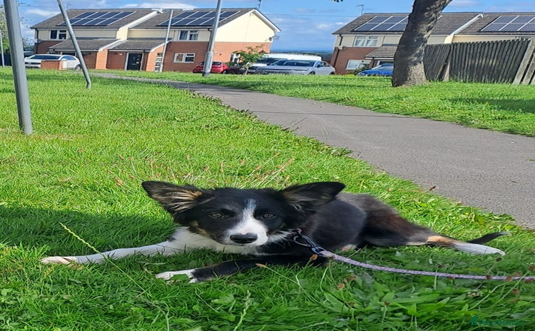 Border Collie dogs - Advert 1