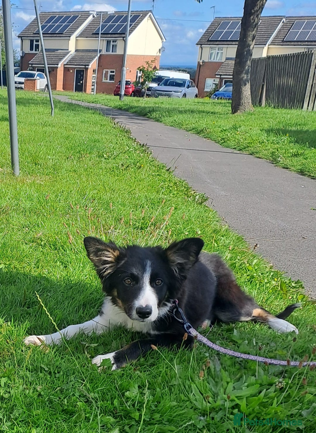 Border Collie dogs for sale: 6 month old border collie  - Image 1