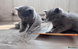 British Shorthair cats for sale: Chunky BSH kittens - Image 6