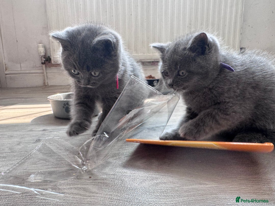 British Shorthair cats for sale: Chunky BSH kittens - Image 6