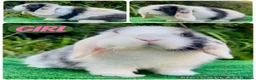 Mini Lop rabbits for sale: Baby mini lops ready now  - Advert 1