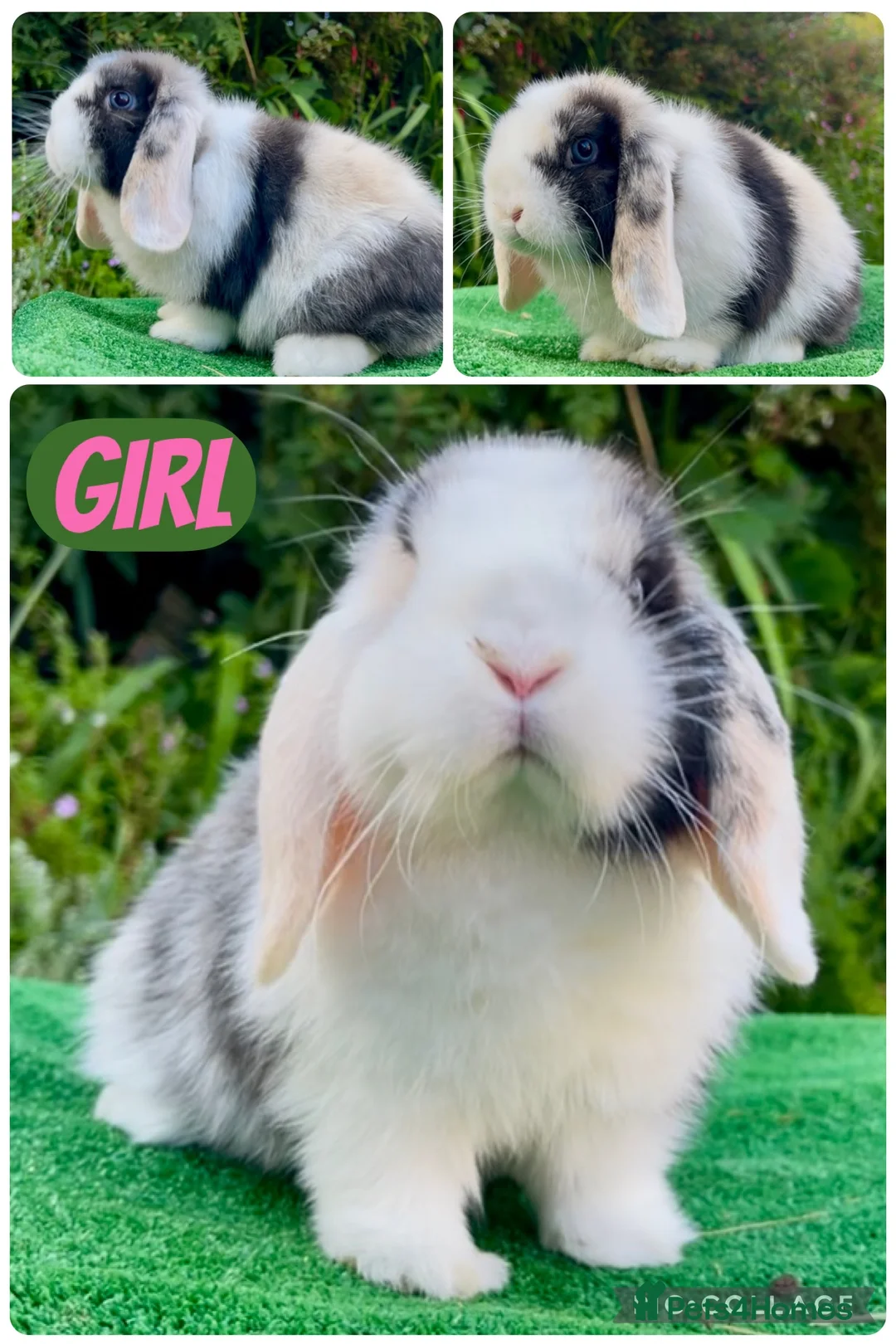 Mini Lop rabbits for sale: Baby mini lops ready now  - Advert 1