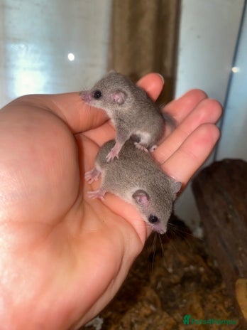 Mouse rodents in Wolverhampton - Advert 15