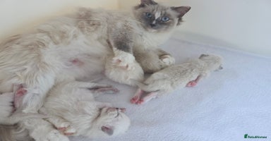 Ragdoll cats - Advert 4