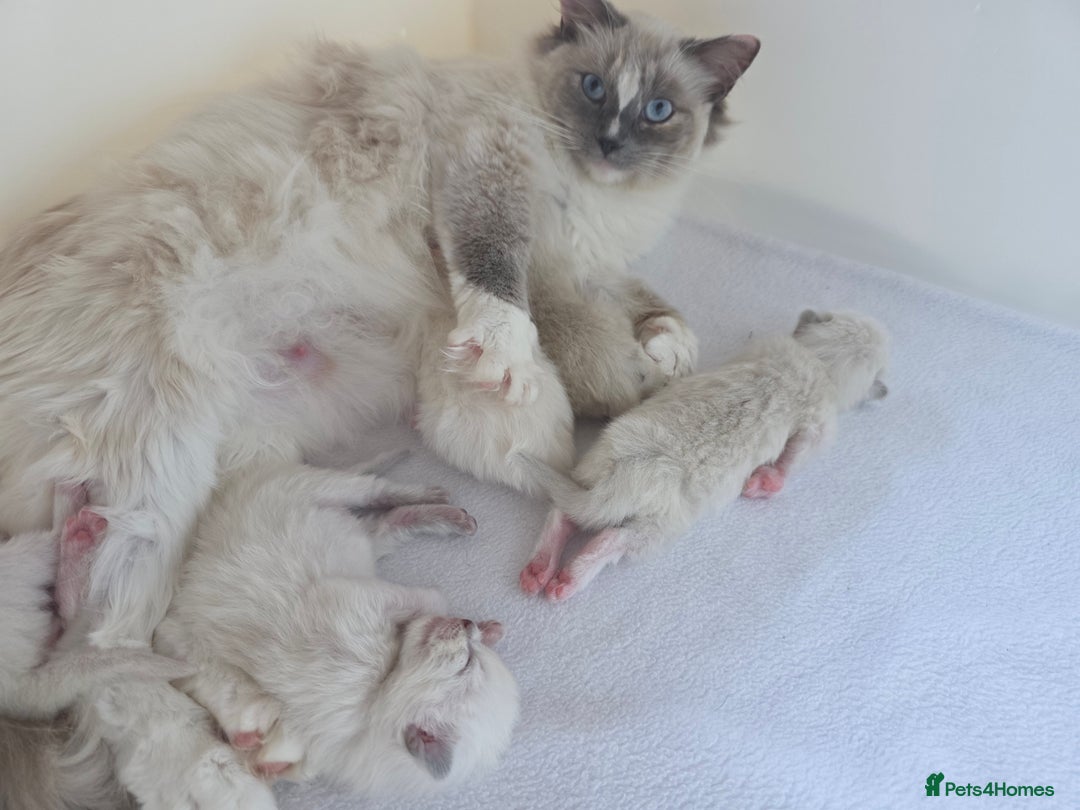 Ragdoll cats for sale: GCCF REGISTERED RAGDOLL KITTENS  - Advert 2