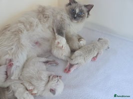 Ragdoll cats - Advert 11