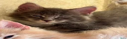 Maine Coon cats for sale: READY NOW Purebred Pedigree Maine Coon Kittens - Advert 11