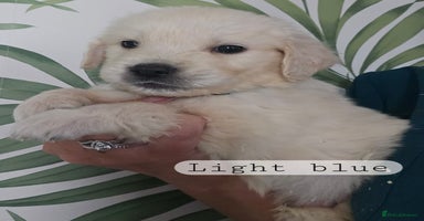 Golden Retriever dogs - Advert 6