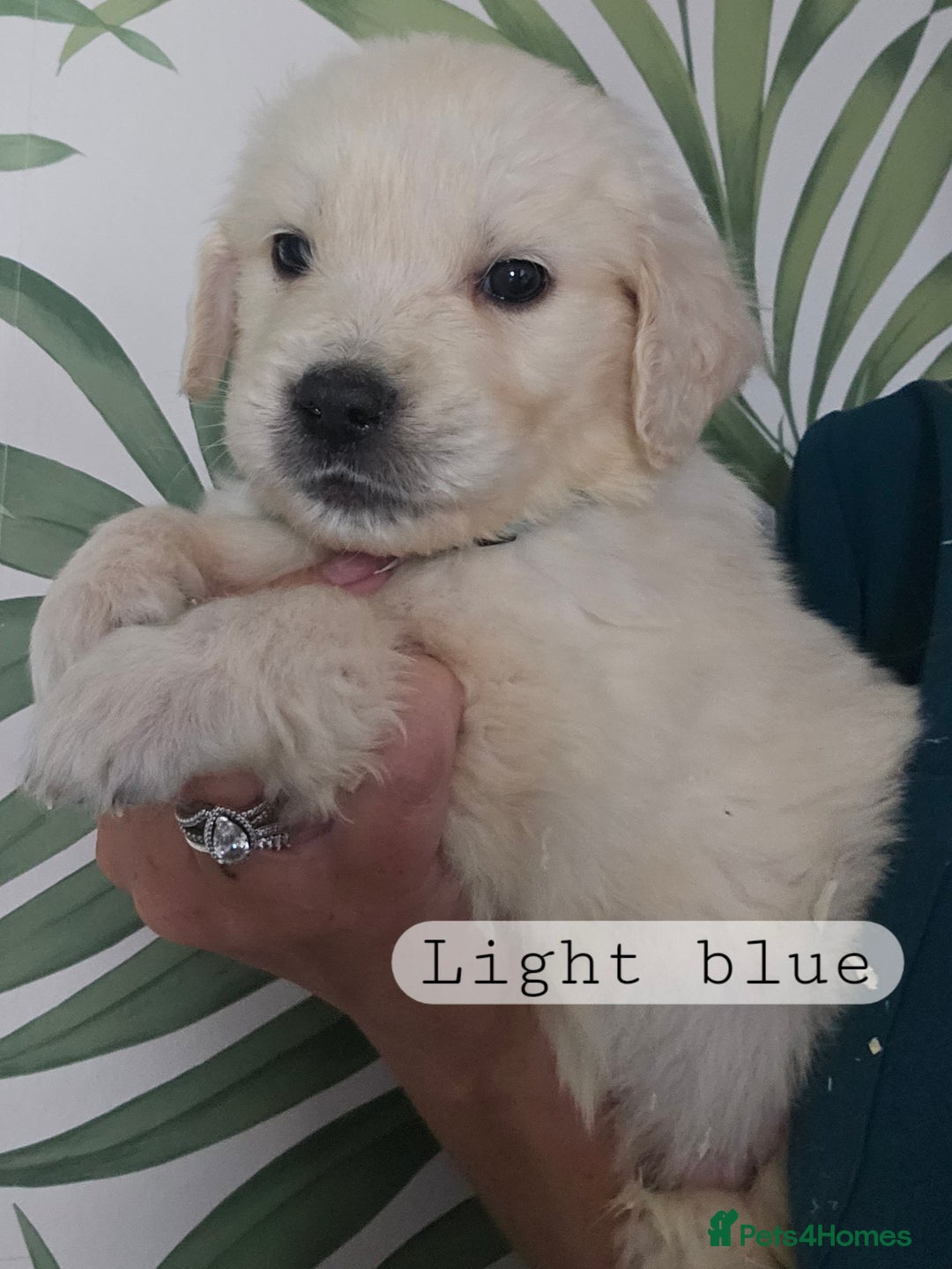 Golden Retriever dogs for sale: KC Reg Fully Health Tested Golden Retriever Pups - Image 3