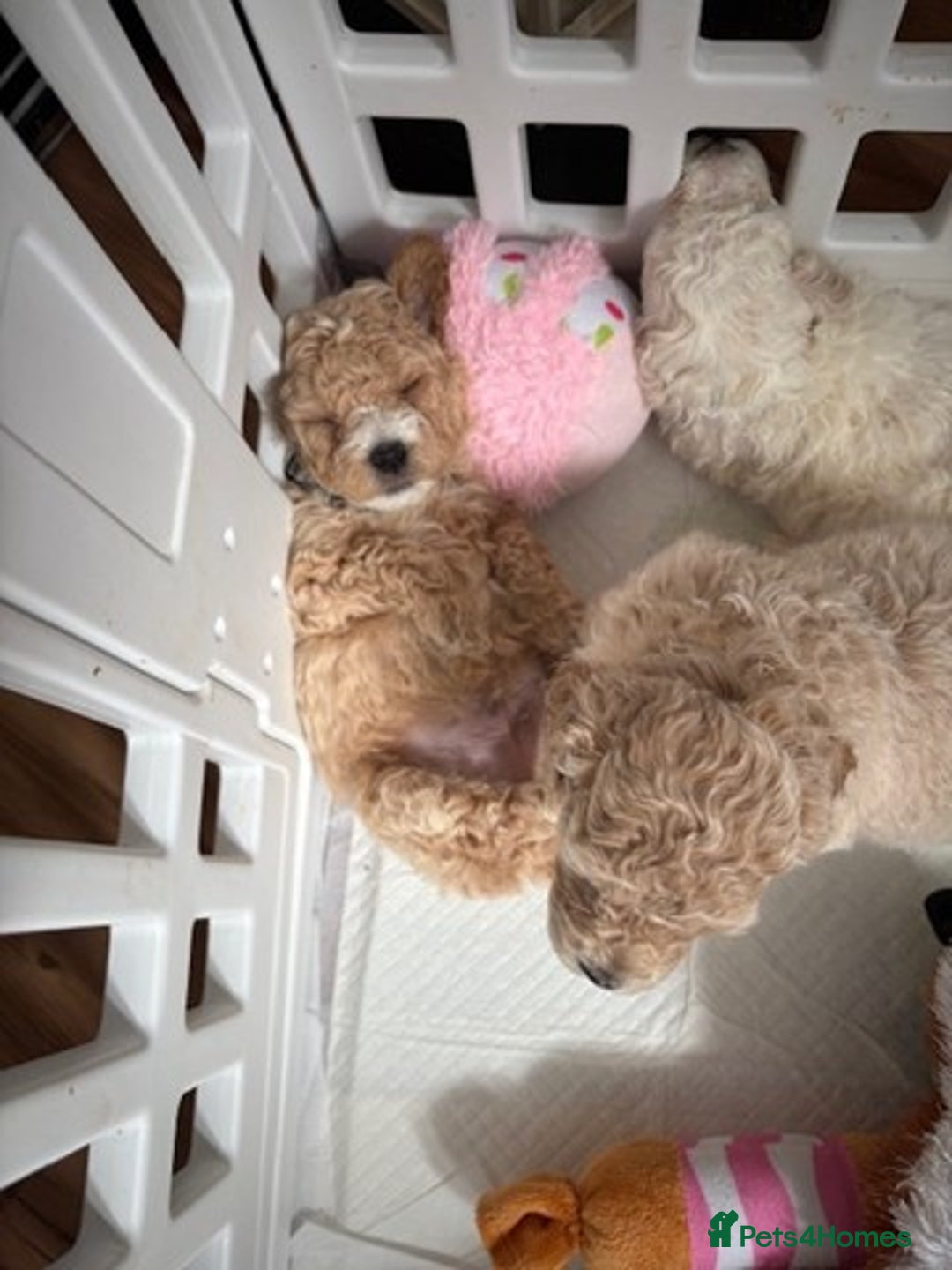 Poochon dogs for sale: 9 Poochon Puppies for Sale – Merles Available - Image 11