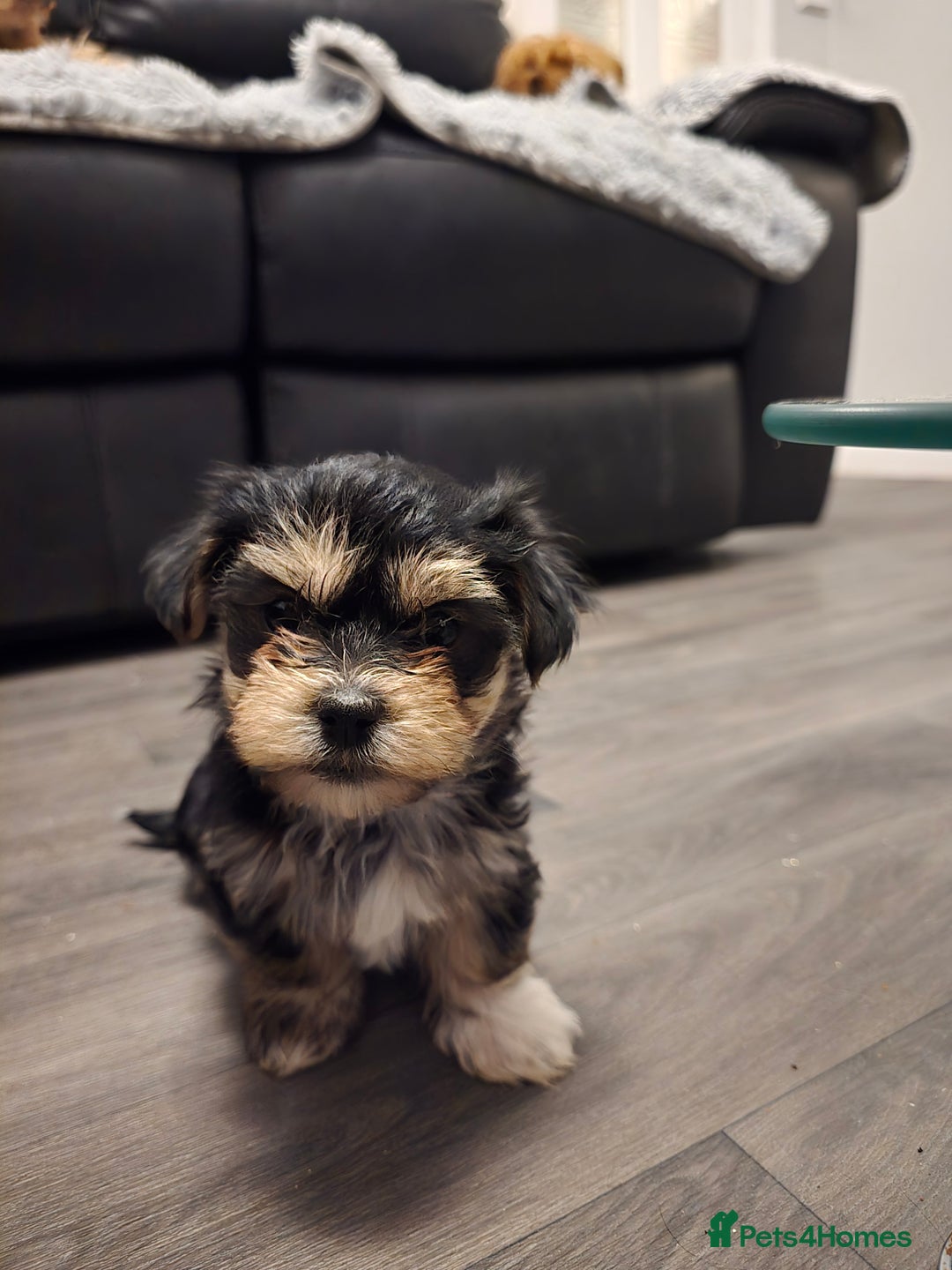 Morkie dogs for sale: Morkie puppies for sale - Advert 24