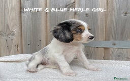 Mixed Breed dogs for sale: 🤎 BABY POOGLES (beagleXminiature poodle)🤎 in Rhayader - Image 7