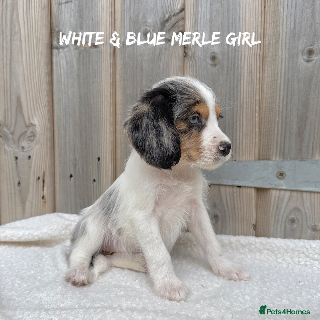 Mixed Breed dogs for sale: 🤎 BABY POOGLES (beagleXminiature poodle)🤎 in Rhayader - Image 7
