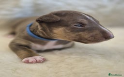 Miniature Bull terrier dogs for sale: 🐾 Exclusive Miniature Bull Terrier Puppies 🐾 - Image 18