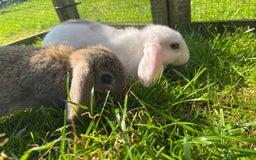 French Lop rabbits for sale: Beautiful Lop bunnies  - Image 10