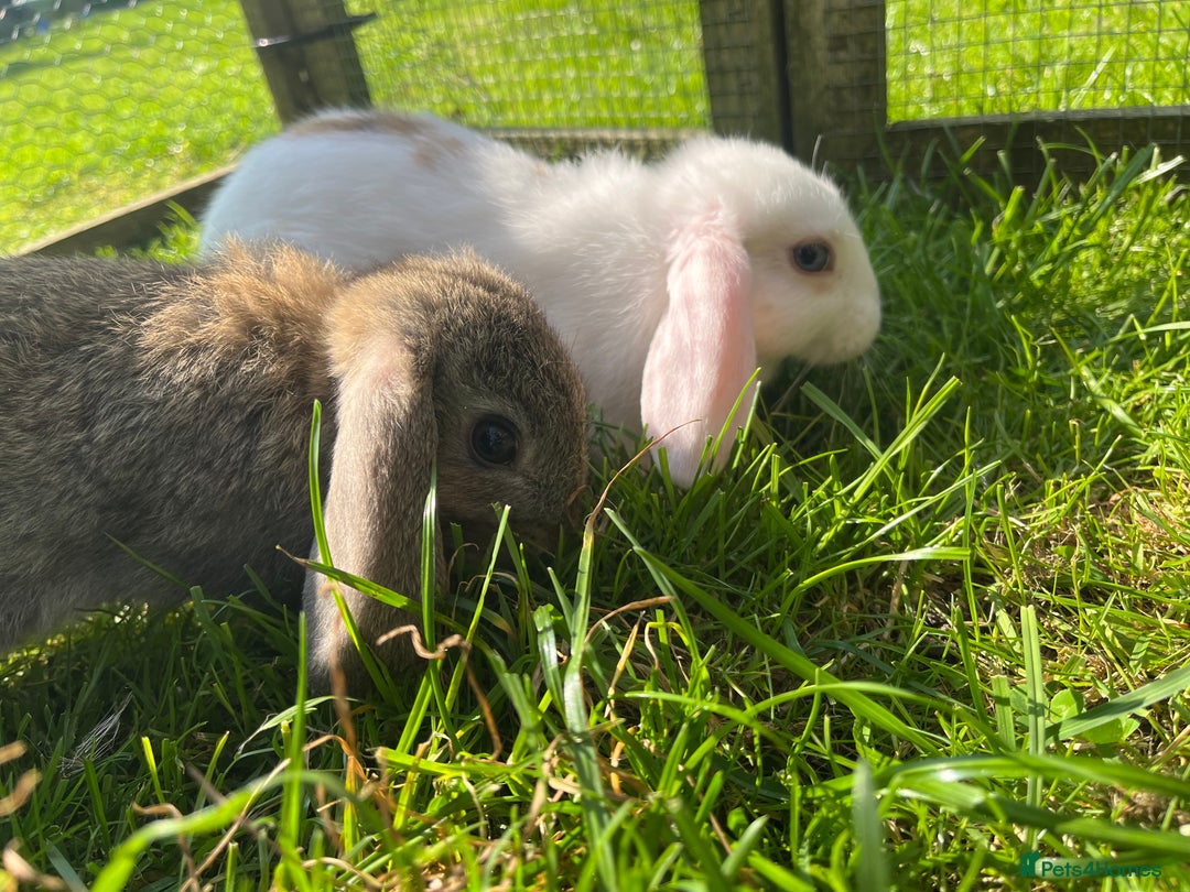 French Lop rabbits for sale: Beautiful Lop bunnies  - Image 10