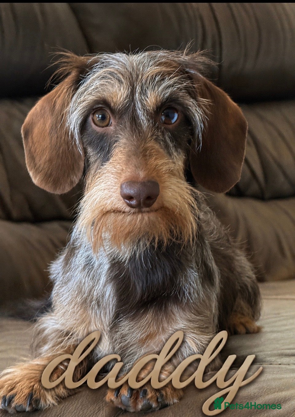 Miniature Dachshund dogs 🐶kc registered miniature wire haired dachshunds  - Advert 1