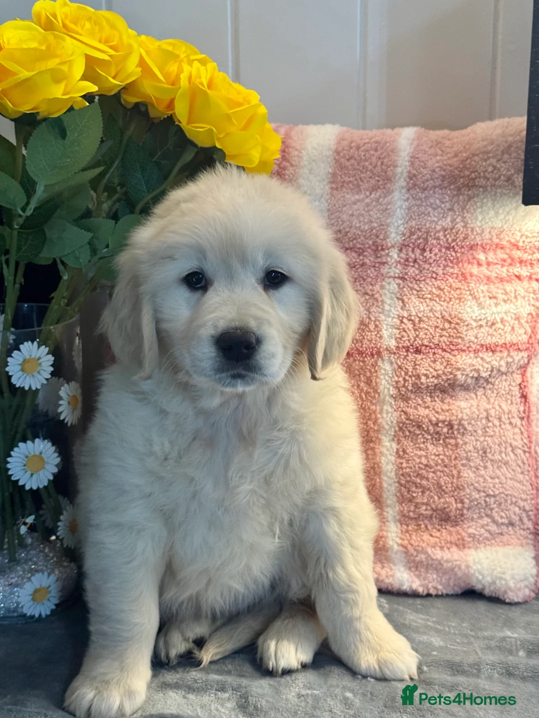 Golden Retriever dogs for sale: 8 kc reg gorgeous cream golden retriever puppies  - Advert 3