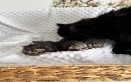 Mixed Breed cats for sale: Beautiful Persian Chinchilla cross kittens  - Image 13