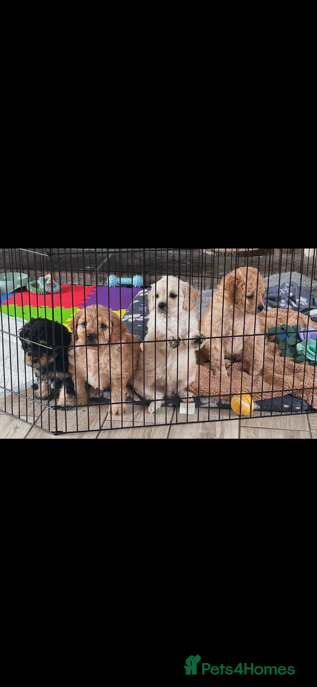 Cavapoochon dogs for sale: Male CavapoochonPuppy - Advert 7