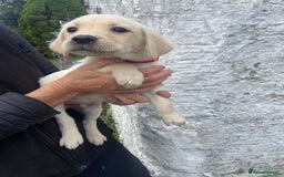 Labrador Retriever dogs for sale: KC Registered Yellow/Golden Labrador Puppies - Image 10