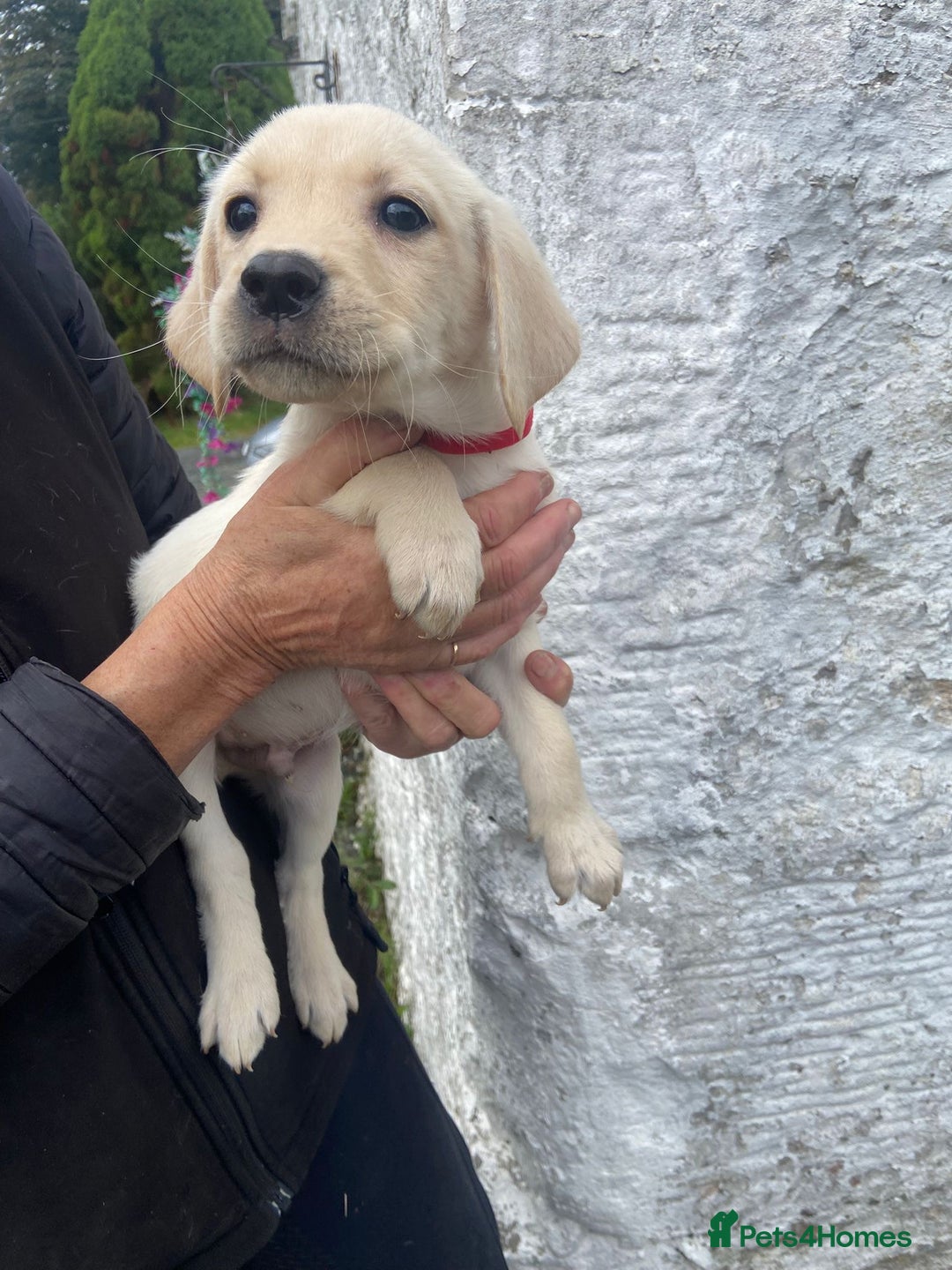 Labrador Retriever dogs for sale: KC Registered Yellow/Golden Labrador Puppies - Image 10