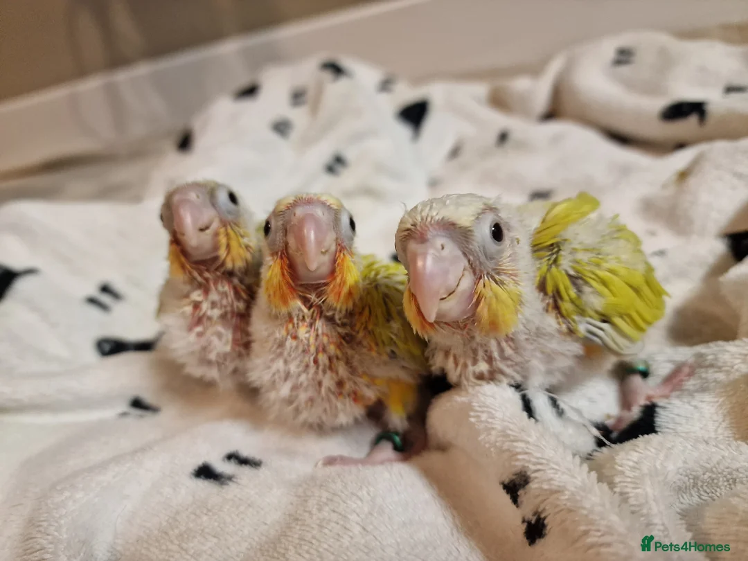 Conures birds for sale: Beautiful fully hand reared conure baby's  - Advert 11
