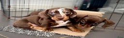 Miniature Dachshund dogs for sale: Stunning dapple boy - Advert 3