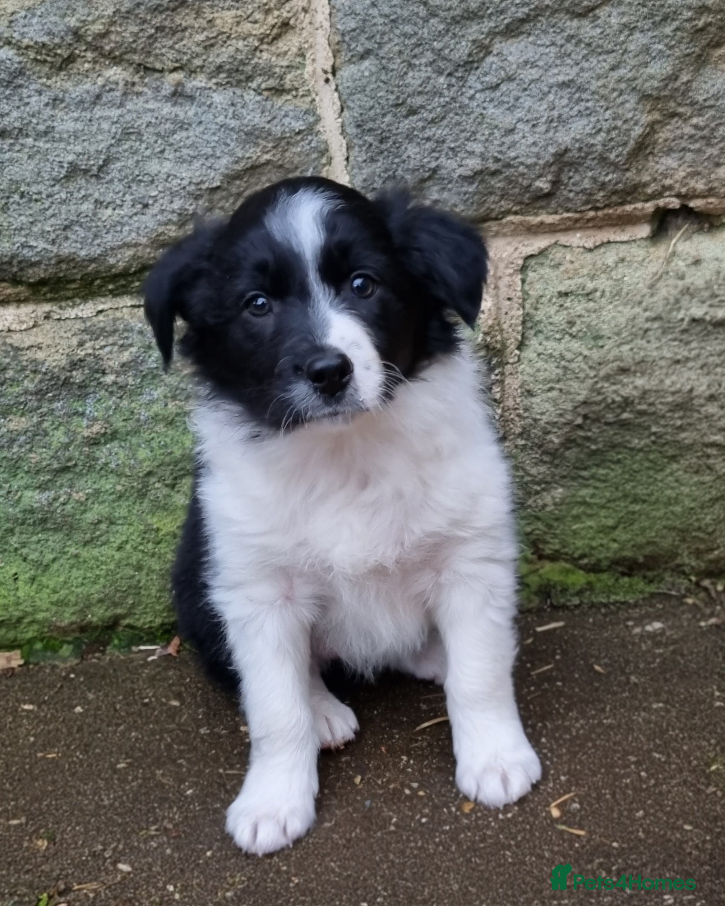 Border Collie dogs 🐾 Border Collie Pups for Sale 🐾 - Advert 1